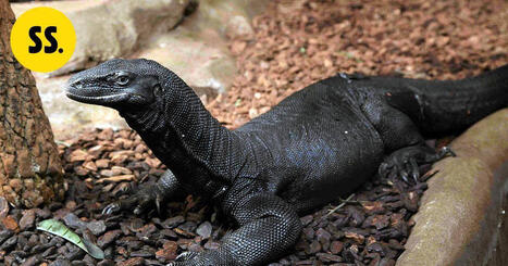 Neitseellisesti syntynyt Mikael t&auml;ytti 6 vuotta &ndash; edelleen maailman ainoa | Uutissuomalainen | 1Uutiset - Lukemisen t&auml;hden | Scoop.it