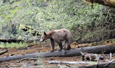 The Great Bear Rainforest is a model for how to save trees | Coastal Restoration | Scoop.it