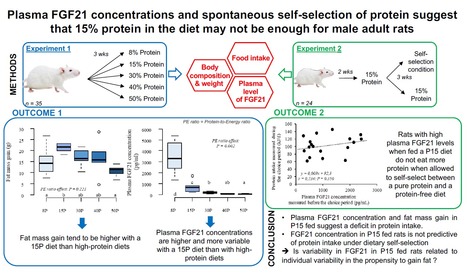 Les concentrations plasmatiques de FGF21 en condition de choix alimentaires suggèrent que 15% de protéines dans le régime alimentaire pourraient ne pas être suffisants pour le rat adulte | Life Sciences Université Paris-Saclay | Scoop.it