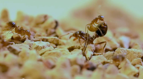 Des nouvelles des insectes : Invincible sous acide | EntomoNews | Scoop.it
