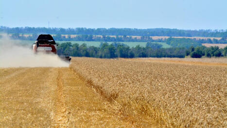 RUSSIA: Value of grain exports to China jumped nearly 50% in first 7 months of 2026 | ASIES | Scoop.it