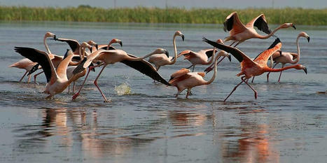 Flamingos in Florida: Back for good? Birders spot them | Best Space Coast Florida Life Scoops | Scoop.it