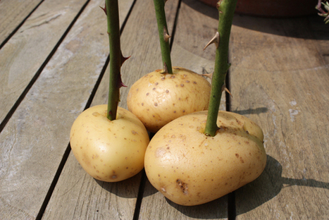 Taking rose cuttings | Gardening Life | Scoop.it