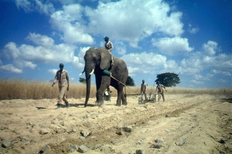 Zimbabwe: un éléphant piétine à mort son dresseur aux chutes Victoria | Biodiversité - @ZEHUB on Twitter | Scoop.it