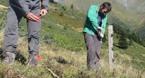 Aulon : les galliformes  sous haute protection | Vallées d'Aure & Louron - Pyrénées | Scoop.it