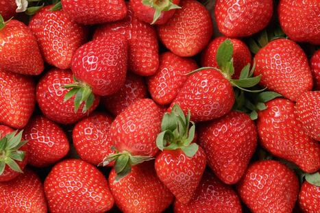 F&L : Des fraises rappel&eacute;es partout en France car elles contiennent trop de pesticides&nbsp; | FRUITS ET L&Eacute;GUMES | Scoop.it