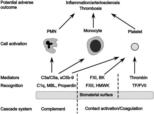 Innate immunity activation on biomaterial surfaces: A mechanistic model and coping strategies | Neurovascular Intervention | Scoop.it