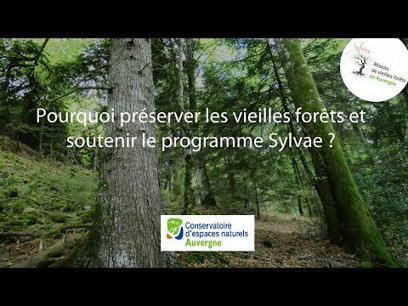 Préservons les vieilles forêts en Auvergne en soutenant le projet Sylvae ! | Variétés entomologiques | Scoop.it