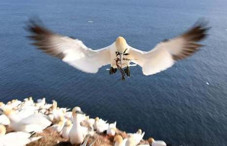 The week in wildlife – in pictures | Environment | The Guardian | GREENEYES | Scoop.it