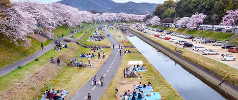 Hanami : le pique-nique sous les cerisiers en fleur | Think outside the Box | Scoop.it