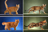 The Gene Behind Cheetahs’ Spots and Tabbies’ Stripes | Kool Look | Scoop.it