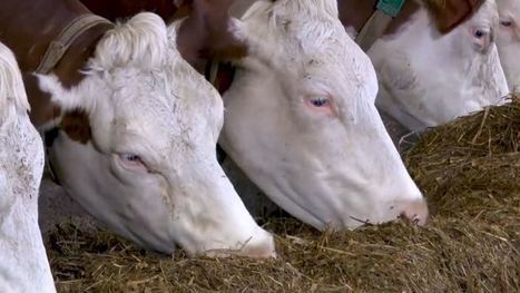 Autonomie protéique élevage laitier : remplacer maïs ensilage par dérobées | Actualités de l'élevage | Scoop.it