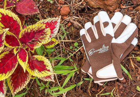 8 Of The Best Gardening Gloves To Protect You F