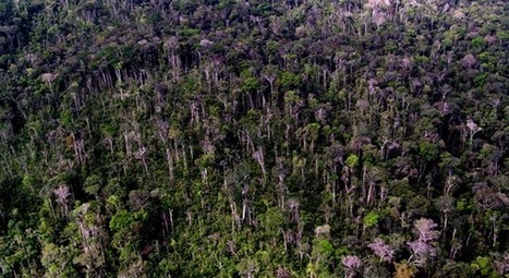 El calentamiento global no acabará con los bosques amazónicos | Educación, TIC y ecología | Scoop.it