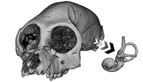Inner Ear May Hold Key to Ancient Primate Behavior | Science News | Scoop.it