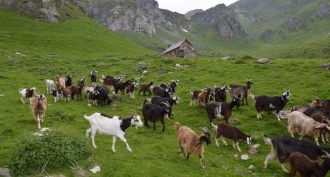 Aulon : Agrifaune, un programme ambitieux | Vallées d'Aure & Louron - Pyrénées | Scoop.it