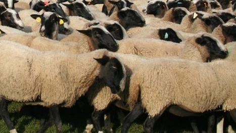 Filière ovine - La production d’ovins viande baisserait de 2 % en 2014 | La Gazette des abattoirs | Scoop.it