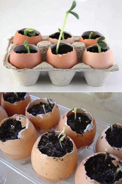 Diy: Eggshell Seeds Garden | 1001 Gardens ideas ! | Scoop.it