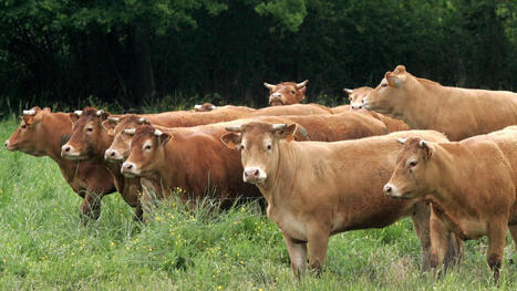 Tuberculose bovine&nbsp;: apr&egrave;s la dermatose, quelle est cette nouvelle maladie qui fait trembler les &eacute;leveurs&nbsp;? | Actualit&eacute; B&eacute;tail | Scoop.it