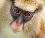 Monkey See, Monkey Speak - Scientific American | Linguistics & Language Neurology | Scoop.it