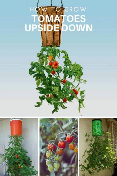 DIY: Homegrown Tomatoes Upside Down Planter | 1001 Gardens ideas ! | Scoop.it