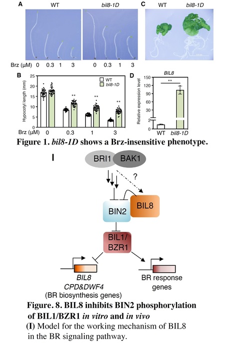 BRZ-INSENSITIVE-LONG HYPOCOTYL8 inhibits kinase-mediated phosphorylation to regulate brassinosteroid signaling  | Plant hormones (Literature sources on phytohormones and plant signalling) | Scoop.it