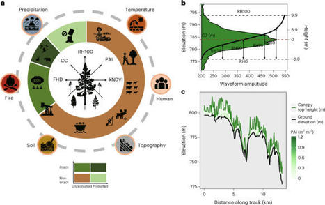 Human fingerprint on structural density of forests globally -Nature Sustainability | Biodiversité | Scoop.it