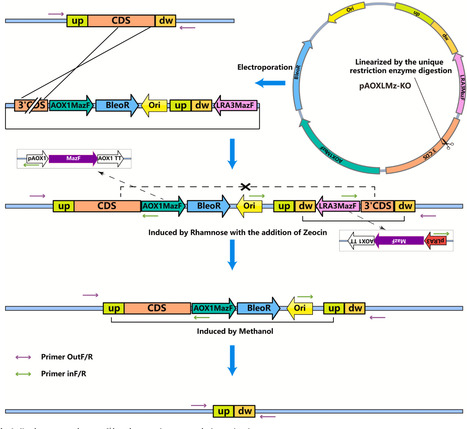 Efficient scarless gene editing in Pichia pastoris via survival stress-based intramolecular homologous recombination | mre | RMH | Scoop.it