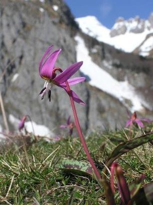 Apparition des premières fleurs sous le manteau neigeux | Vallées d'Aure & Louron - Pyrénées | Scoop.it