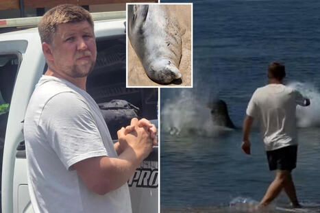 Tourist who hurled rock at endangered seal arrogantly said he'd get away with it because he was 'rich': witness - New York Post | Operation Deimos | Scoop.it