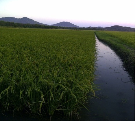 Irrigation development in Malawi: a pillar for food security and improved nutrition | SRI Global News ++ March - May 2025    System of Rice Intensification (SRI) | Scoop.it