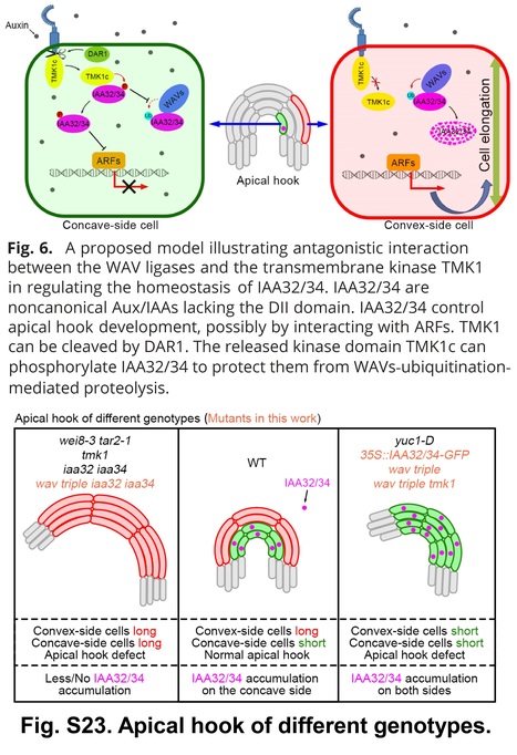 WAV E3 ubiquitin ligases mediate degradation of IAA32/34 in the TMK1-mediated auxin signaling pathway during apical hook development | Plant hormones (Literature sources on phytohormones and plant signalling) | Scoop.it