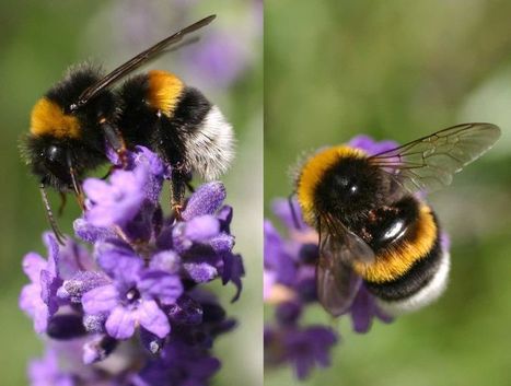 Pour butiner, les bourdons captent les signaux électriques des fleurs | EntomoNews | Scoop.it