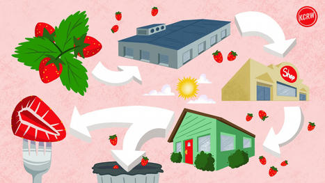 California&rsquo;s food waste crisis, told from the journey of a strawberry | Sustainability Science | Scoop.it