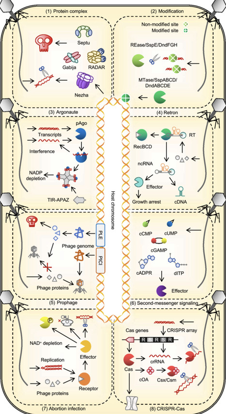 Prokaryotic defense systems: Diversity and evolutionary adaptation | mLife | RMH | Scoop.it