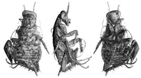 L'ambre crétacé des Charentes | EntomoScience | Scoop.it