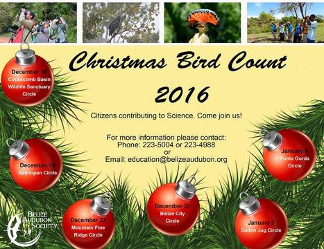Christmas Bird Count 2016 | Cayo Scoop!  The Ecology of Cayo Culture | Scoop.it