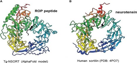 The luminal domain of Toxoplasma gondii sortilin adopts a ring-shaped structure exhibiting motifs specific to apicomplexan parasites | I2BC Paris-Saclay | Scoop.it