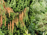 'Tree Doctor' app can help homeowners diagnose problems | Gardening Life | Scoop.it