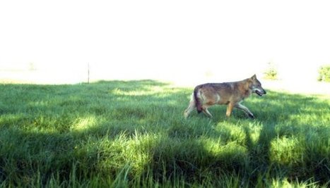 Meuse : la justice sauve le loup | Pastoralisme Ours Loups Lynx | Scoop.it