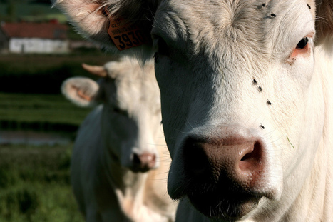 Une super vache génétiquement modifiée pour résister au réchauffement climatique | Lait de Normandie... et d'ailleurs | Scoop.it