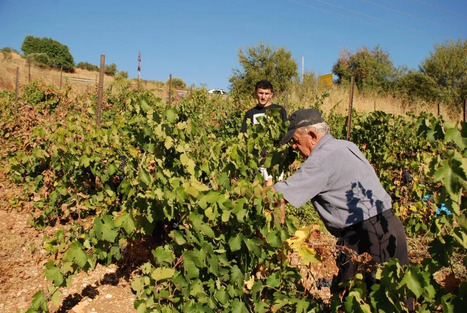 PALESTINIAN Winemaking & LEBANESE Cheesemaking: The Perfect Pairing for Resisting Cultural Erasure&nbsp; | CIHEAM Press Review | Scoop.it