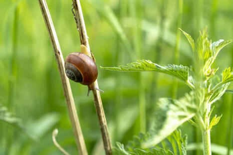 Pourquoi il ne faut pas chasser les escargots et les limaces du jardin | Biodiversité - @ZEHUB on Twitter | Scoop.it