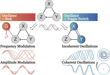 Making Waves with Synthetic Oscillators | RMH | Scoop.it