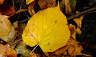 A moment of aching beauty which let the glow of the woods into the body | Nature Flash | Scoop.it