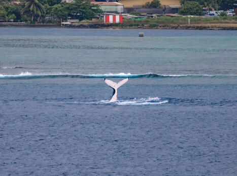 Baleines : Oceania recense 29 man&oelig;uvres anticollision en ao&ucirc;t &bull; | Revue de presse C&eacute;tac&eacute;s | Scoop.it