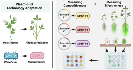 Adaptation of Plasmid-ID Technology for Evaluation of N2-Fixing Effectiveness and Competitiveness for Root Nodulation in the Sinorhizobium–Medicago System | emb | RMH | Scoop.it