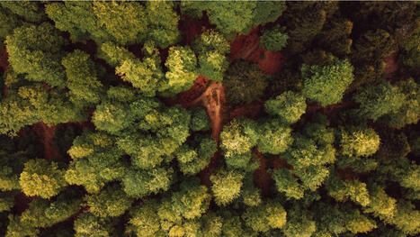 FOREST, un partenariat europ&eacute;en pour la recherche et l&rsquo;innovation au service de fili&egrave;res for&ecirc;t-bois durables - INRAE | Pour innover en agriculture | Scoop.it