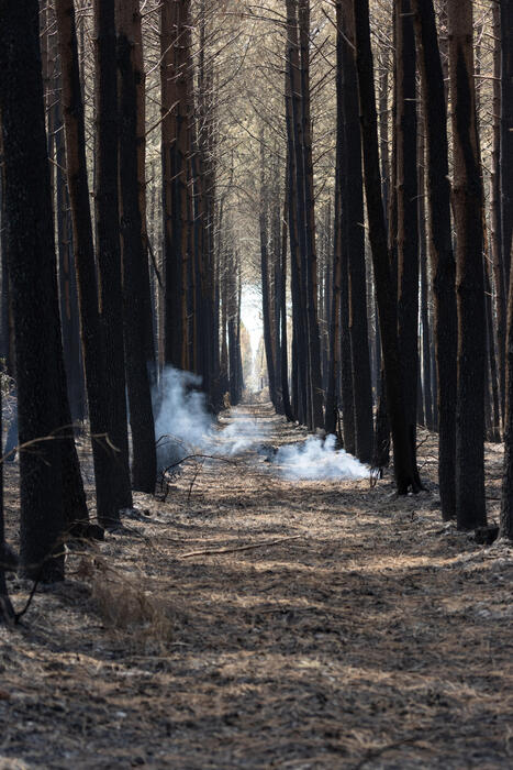 Comprendre les incendies de for&ecirc;ts de 2026 : causes, impacts et r&eacute;silience - INRAE | Biodiversit&eacute; | Scoop.it