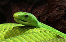 Le venin du Mamba pour lutter contre la polykystose rénale | Life Sciences Université Paris-Saclay | Scoop.it